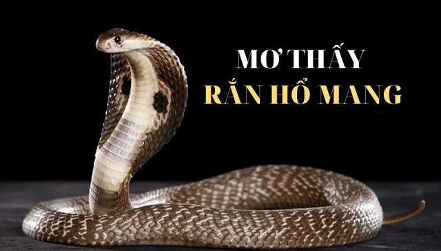 Giải mã giấc mơ thấy rắn hổ mang