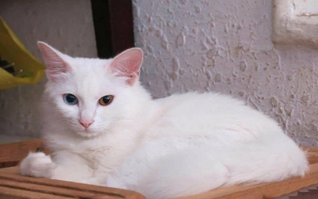 Mơ thấy mèo trắng là tốt hay xấu Mơ thấy mèo trắng là tốt hay xấu
