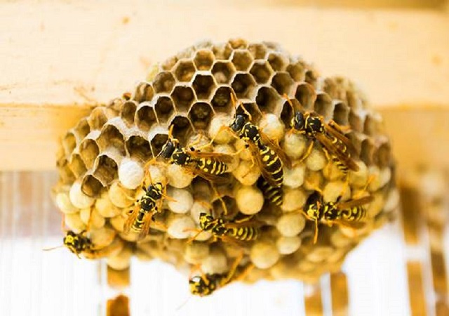 Mơ thấy tổ ong là sao