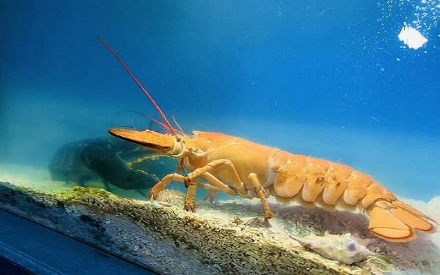 Chiêm bao thấy con tôm to là điềm báo gì Chiêm bao thấy con tôm to là điềm báo gì
