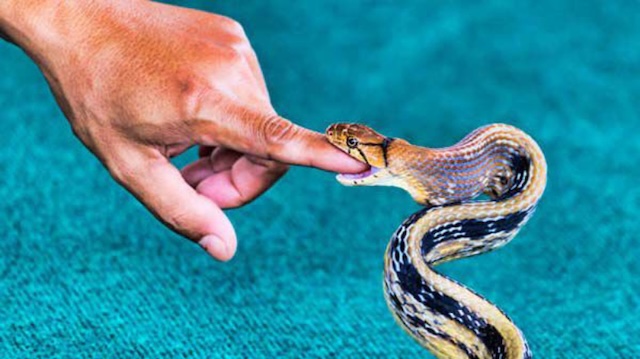 Mơ thấy rắn cắn là điềm gì?