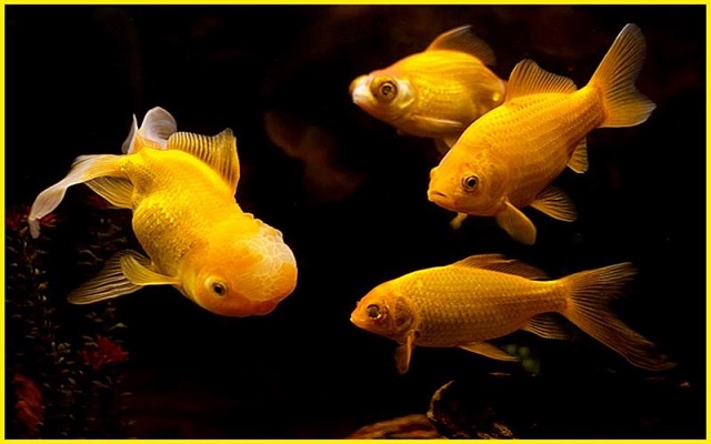Nằm mơ thấy cá vàng mang ý nghĩa gì
