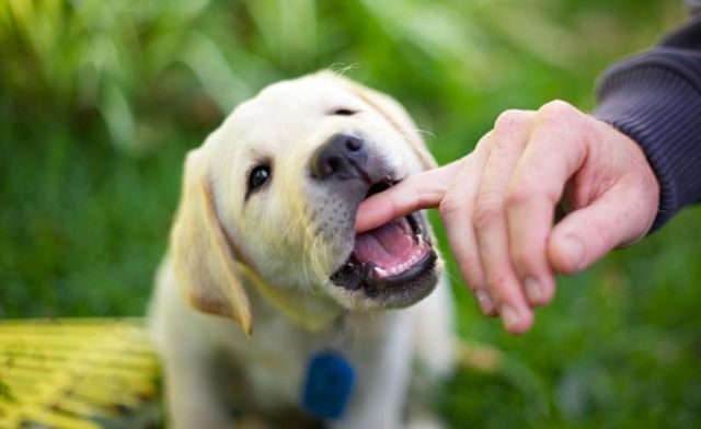 Mộng thấy chó cắn tương ứng với con số lô đề nào? Mộng thấy chó cắn tương ứng với con số lô đề nào?